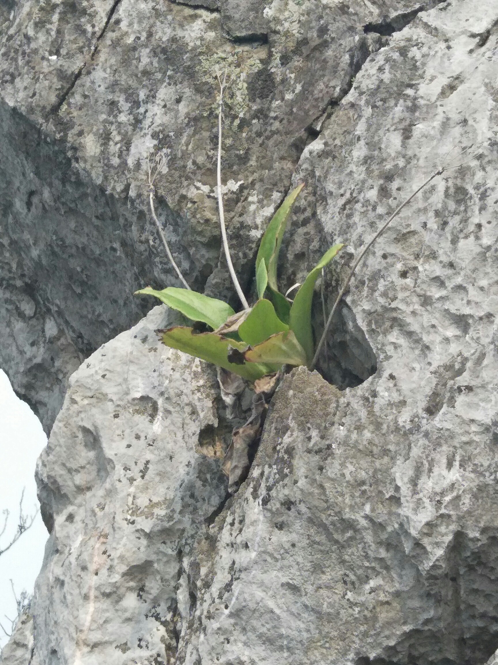 坚强的生命!_帖子_oppo手机官方社区