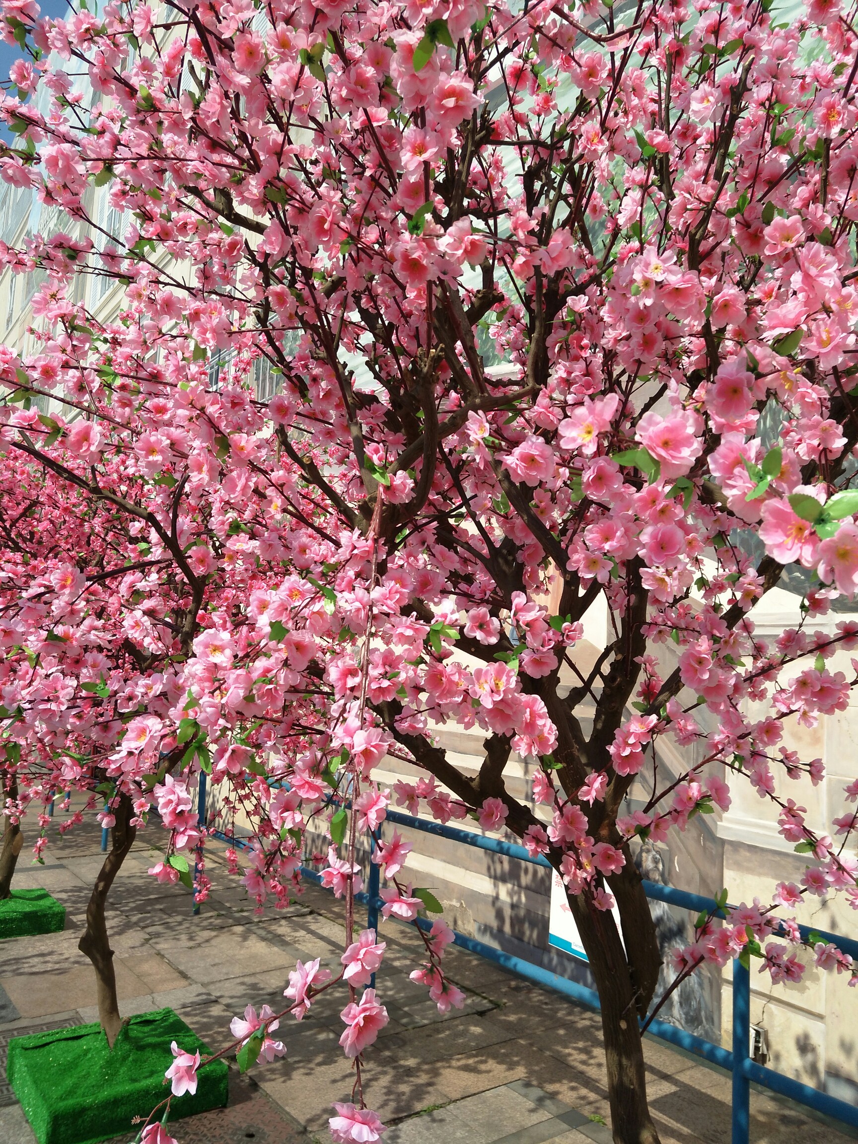 今天是四月第一天,都说最美不过人间四月天.