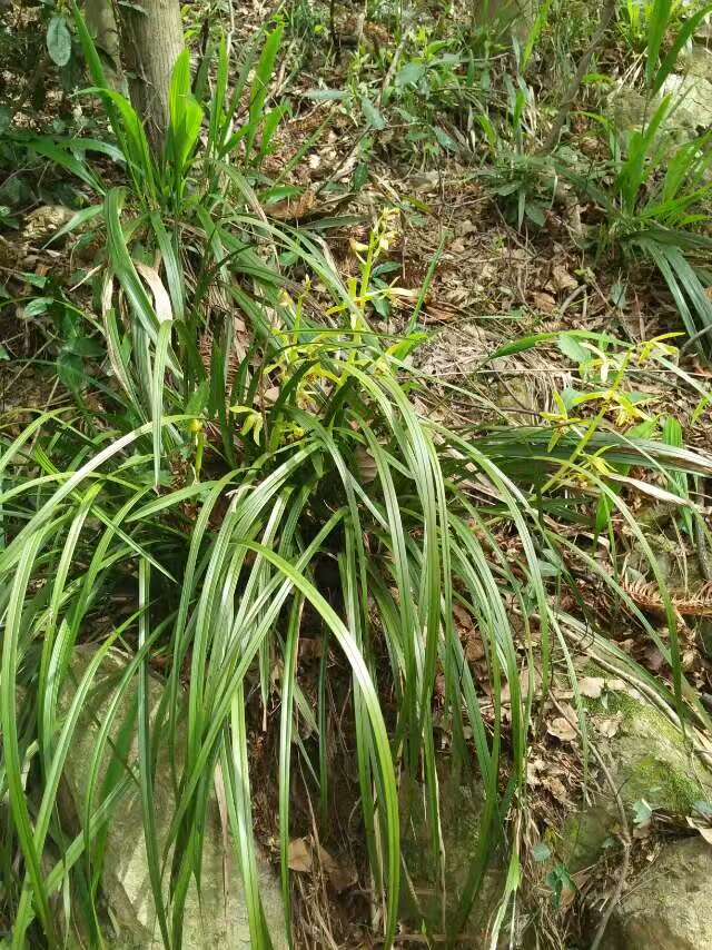 正宗野生兰花