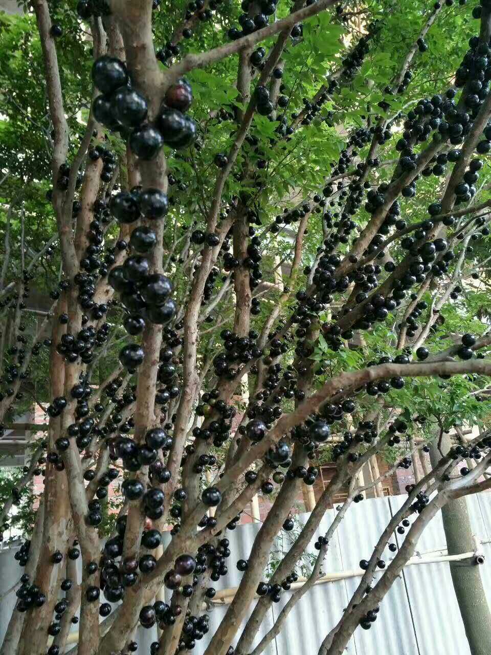 树葡萄~甘甜无比,口味特殊 成熟果其果肉透明,柔软.