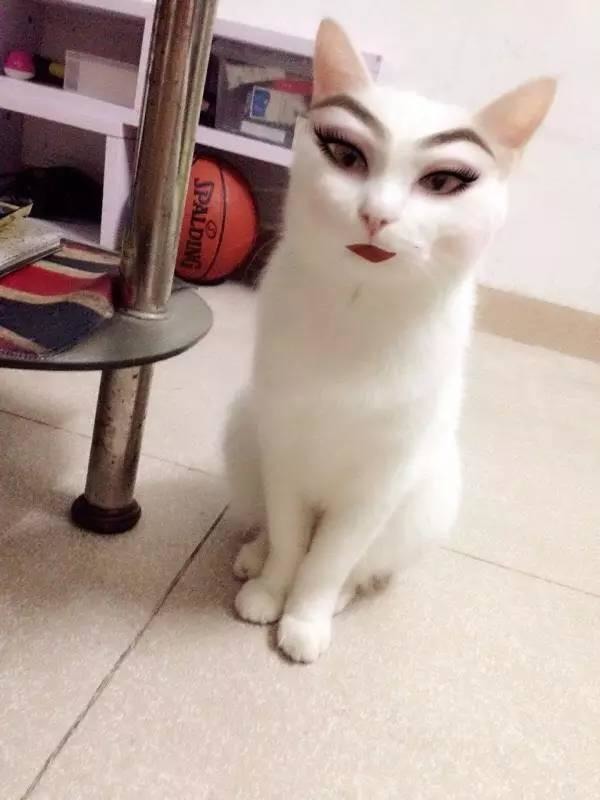 友友们,看看猫咪化妆好看吗?