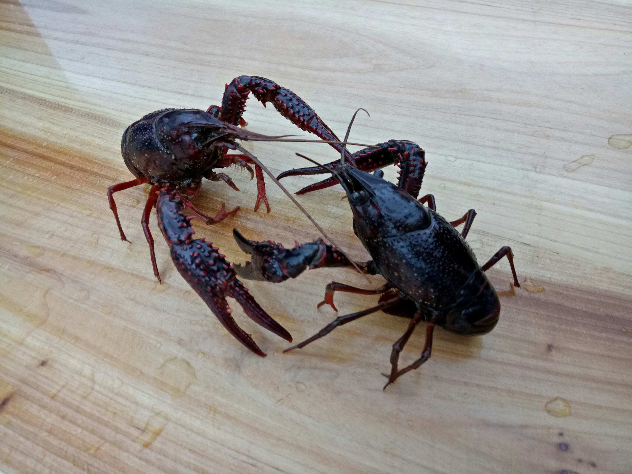 龙虾打架_帖子_oppo手机官方社区