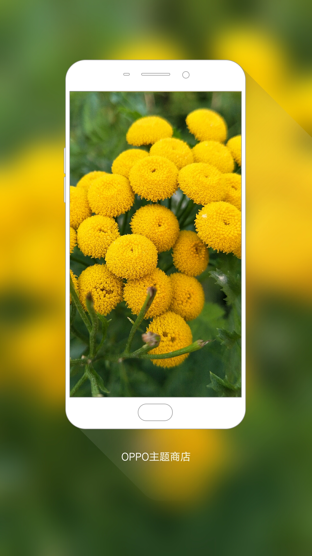 我在#oppo主题商店#发现一款壁纸 乒乓菊(r9s