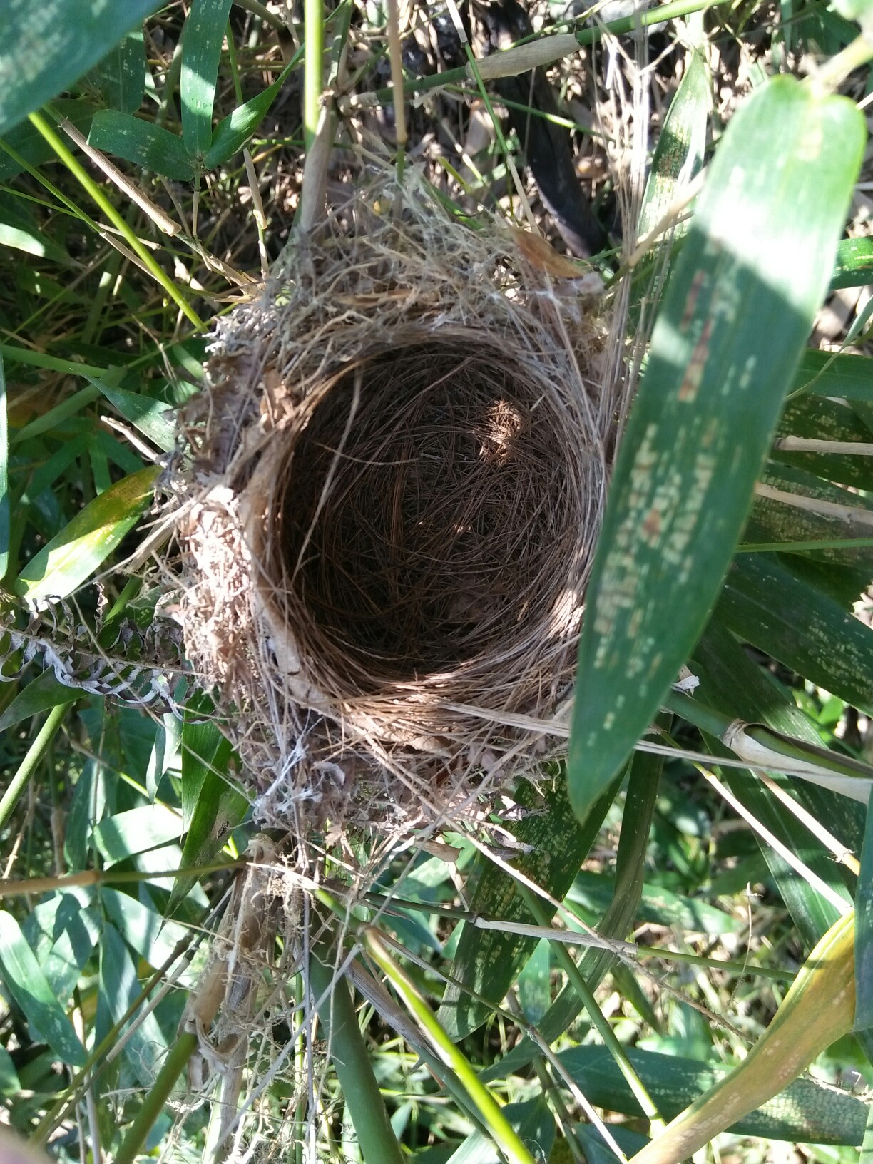 小鸟的家……鸟巢