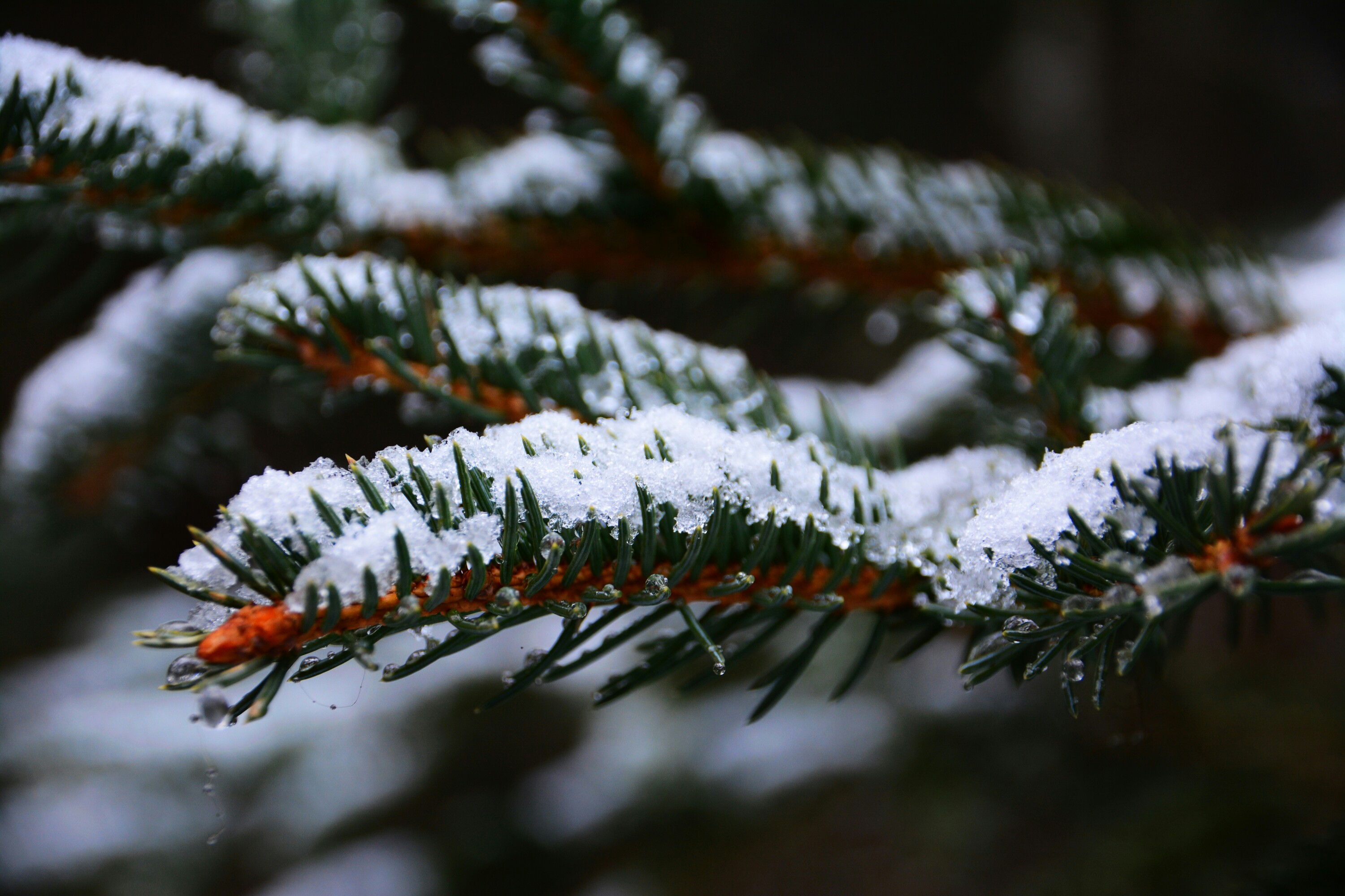         雪松