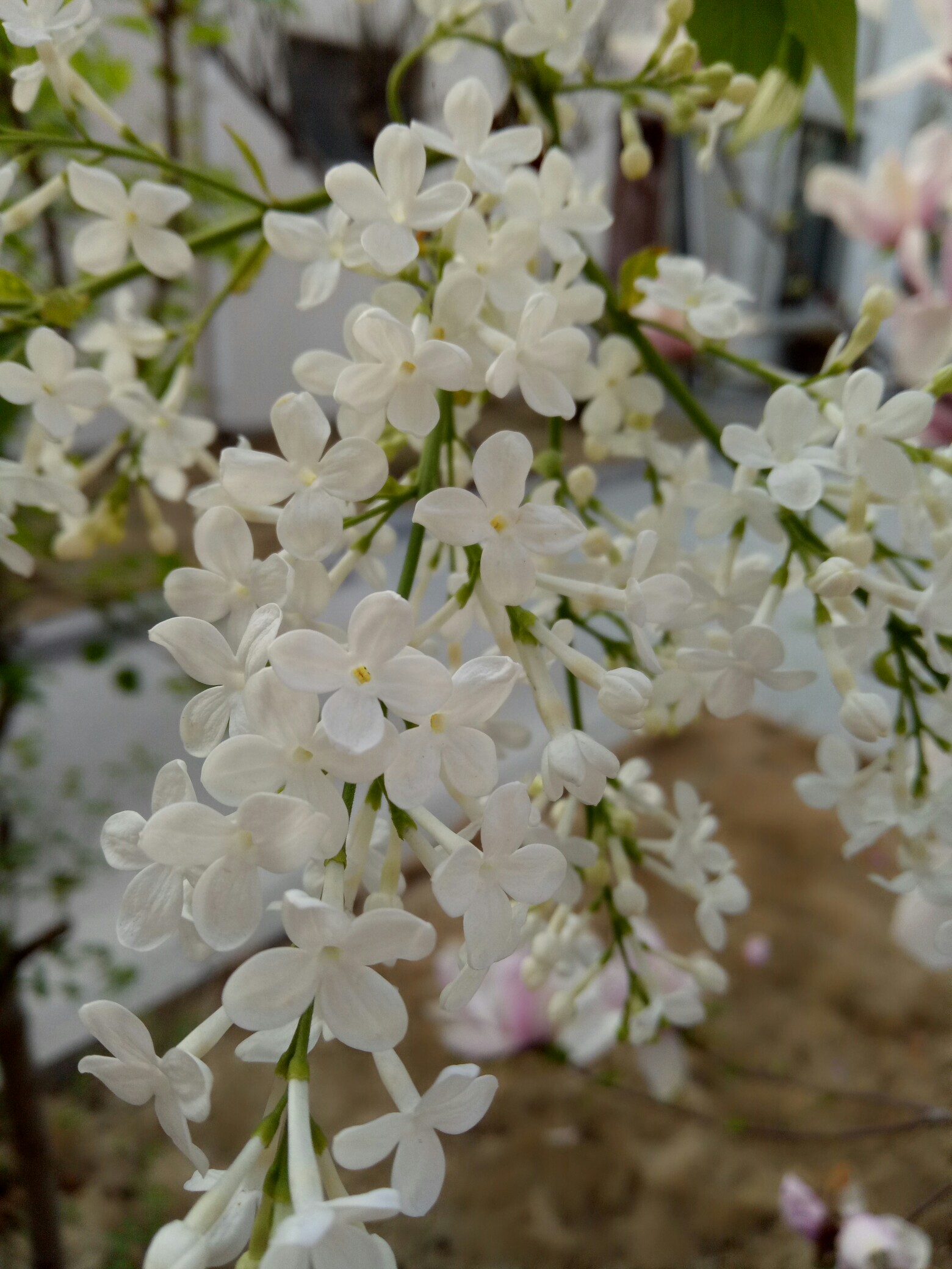 花都开好了#香香的丁香花