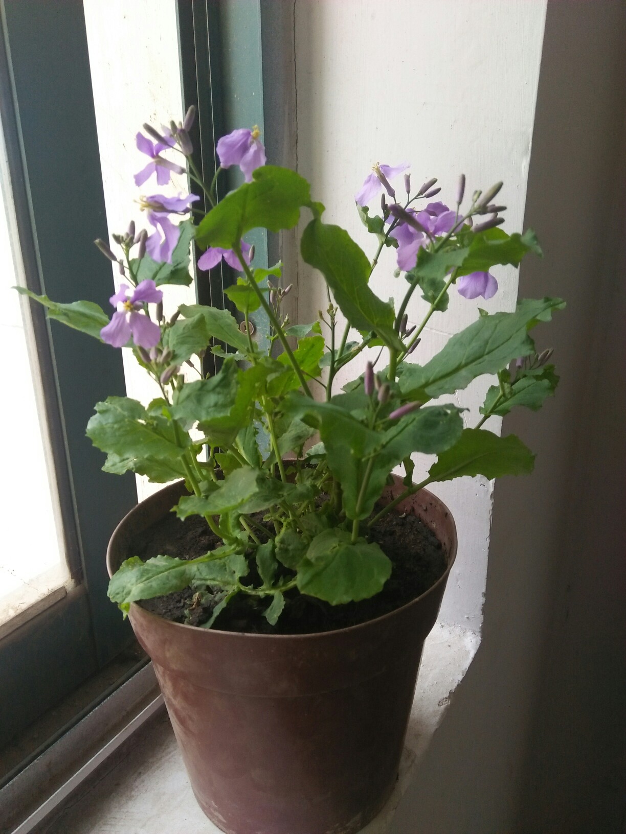 二月兰也很漂亮啊.