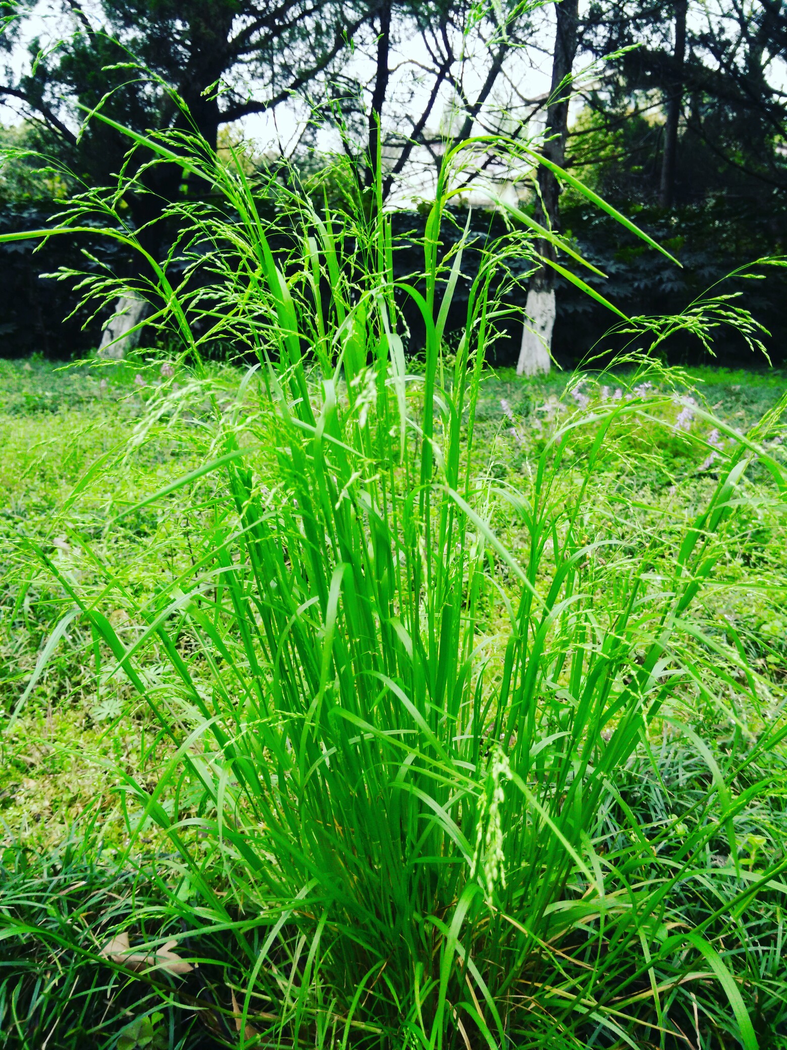 花都开好了##把照片唱给你听##最近吃过的美食#春天里疯狂的小草
