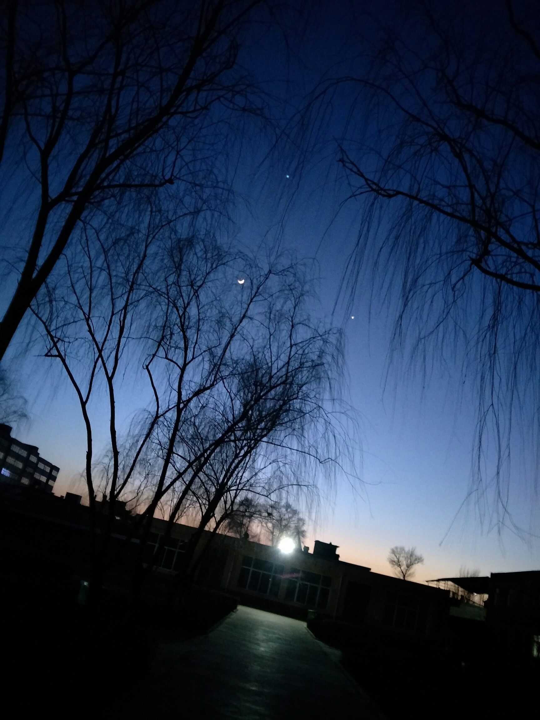静谧的夜空,半轮明月,一盏长灯,两点星光,三五棵歪.