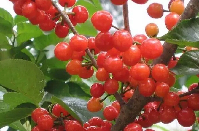 春天的第一季果实--樱桃,酸酸的,甜甜的,晶莹