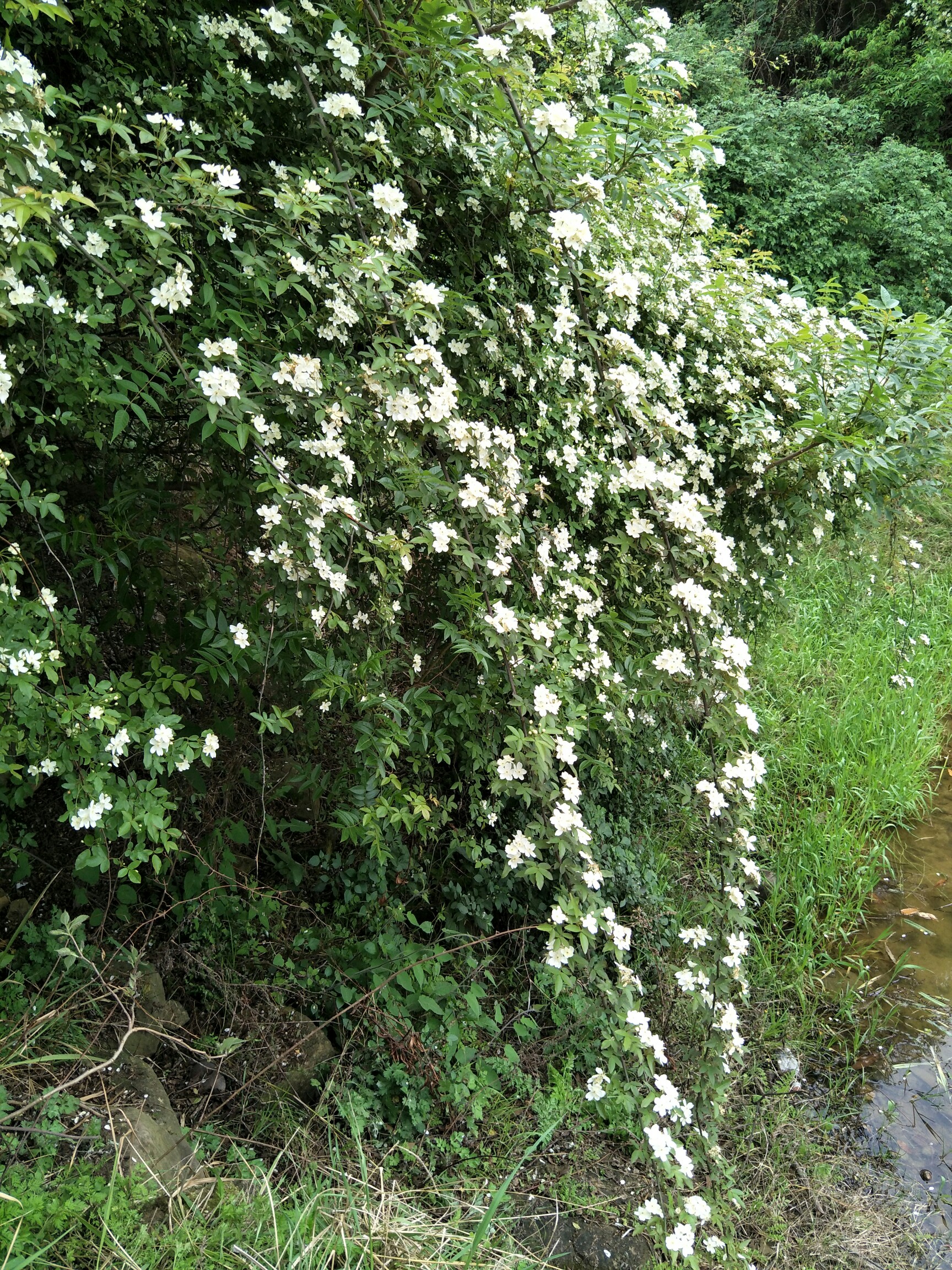 花都开好了#春天里的花姑娘
