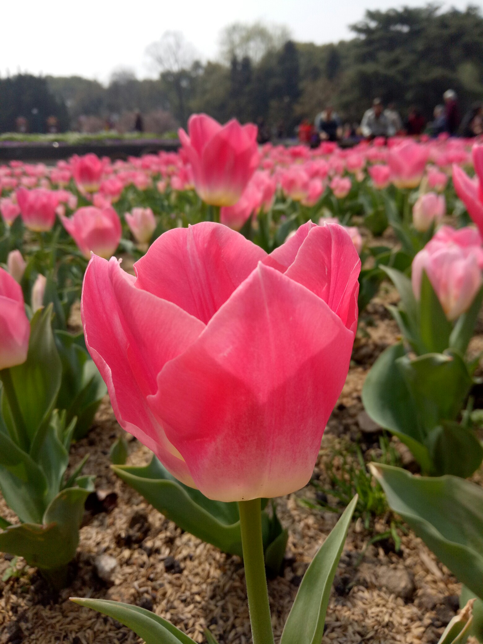 花都开好了#无锡梅园的郁金香开了,拍摄了一组各色.