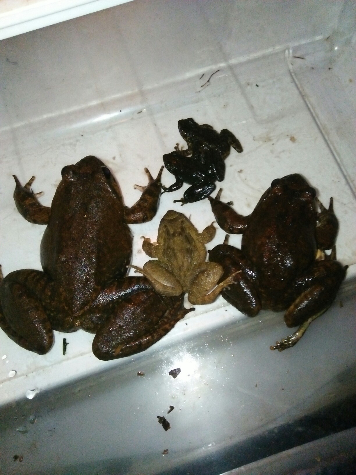 蛙类野生图片