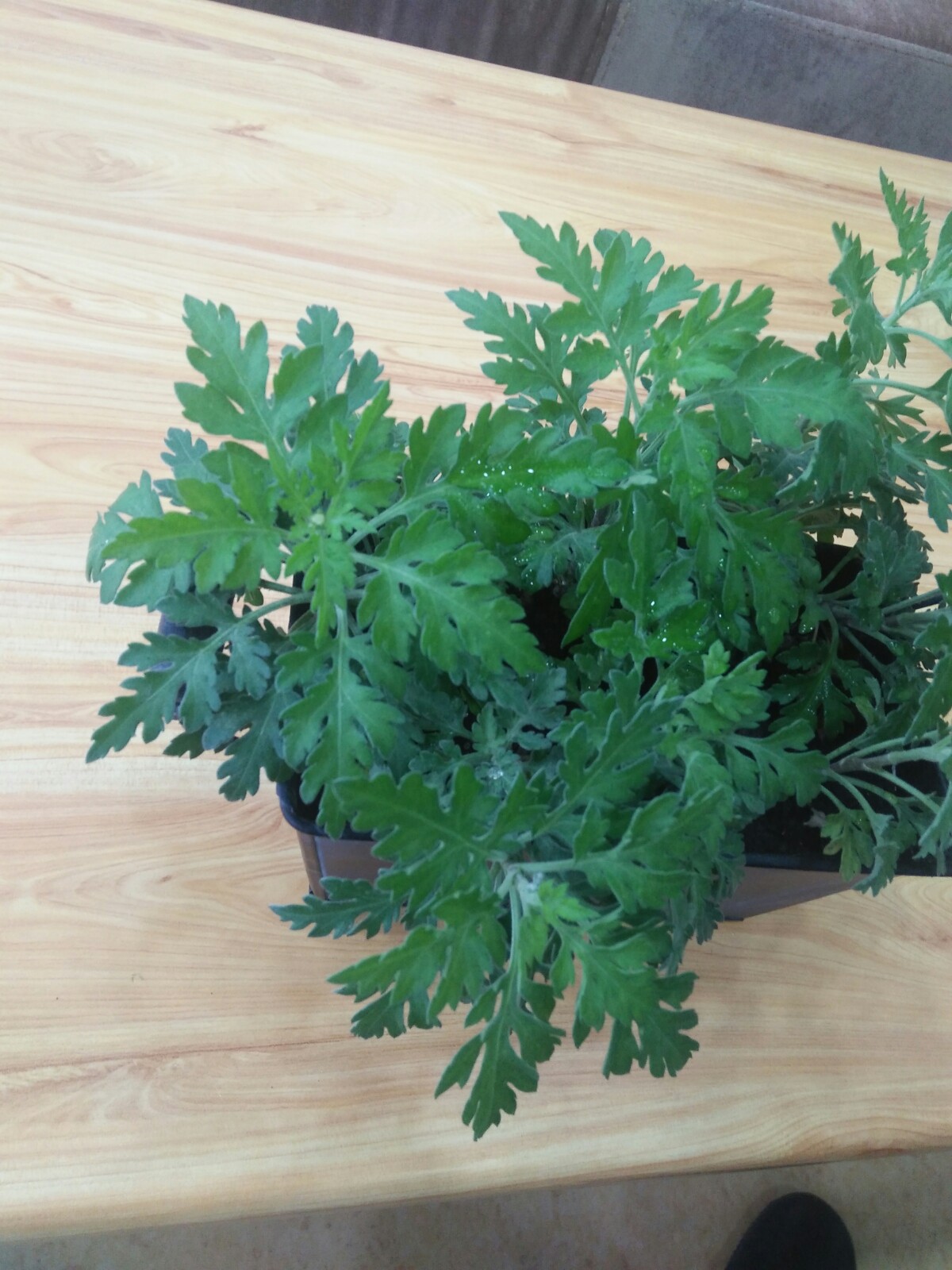 花都开好了#小雏菊发出一好小好小的花苞.开心.