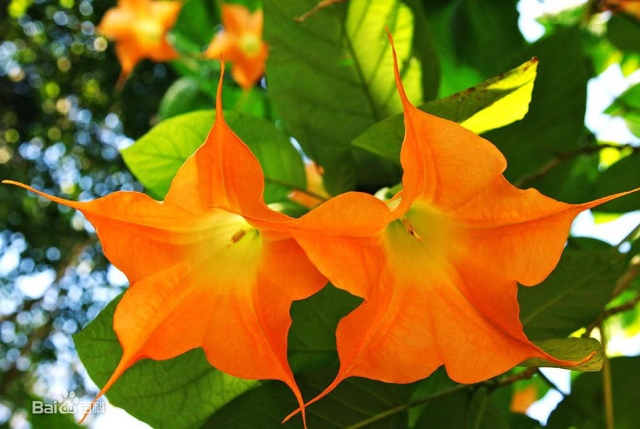 各色各样的曼陀萝花