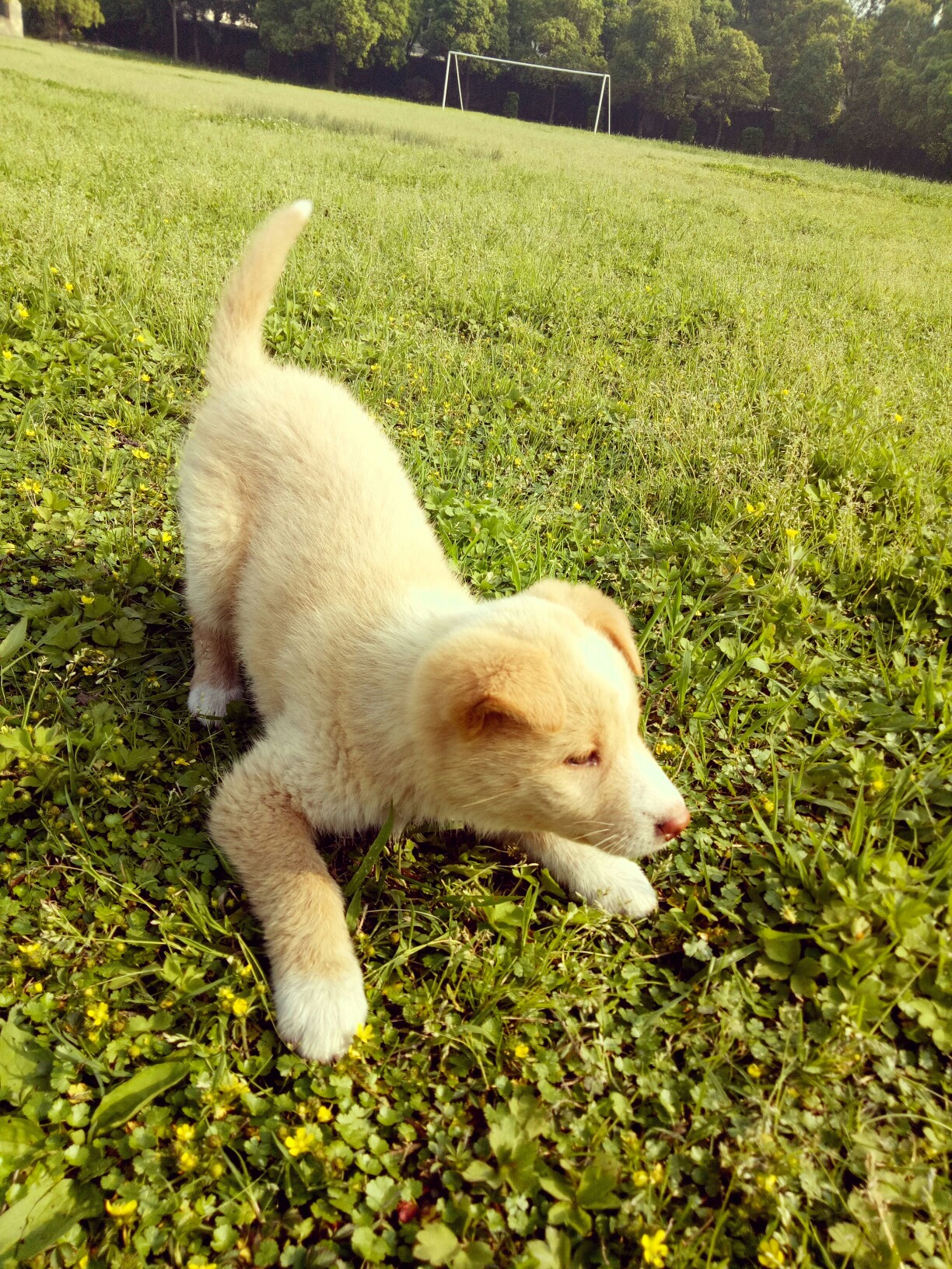 可爱的田园犬