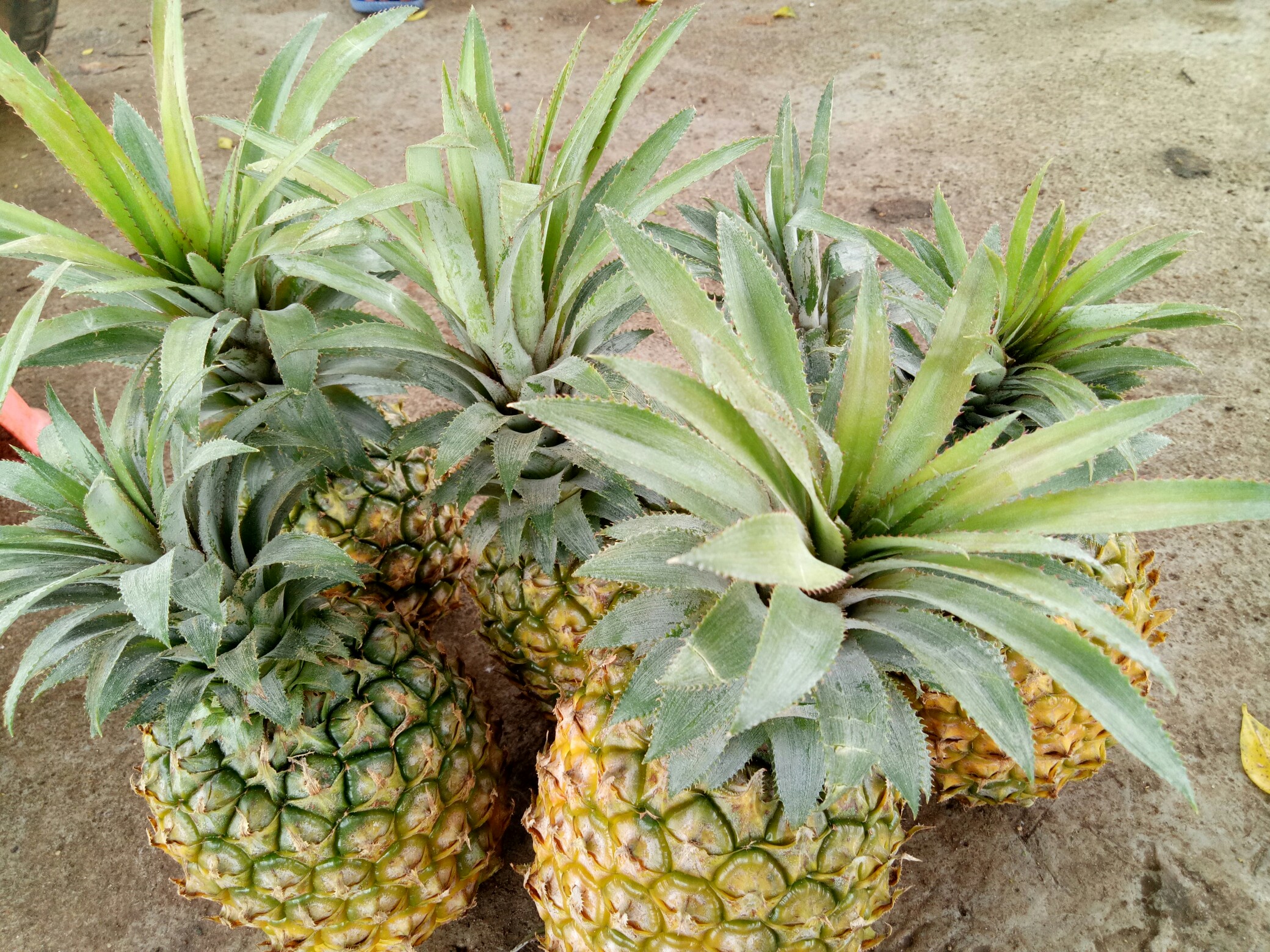 又新又大的地菠萝_帖子_oppo手机官方社区