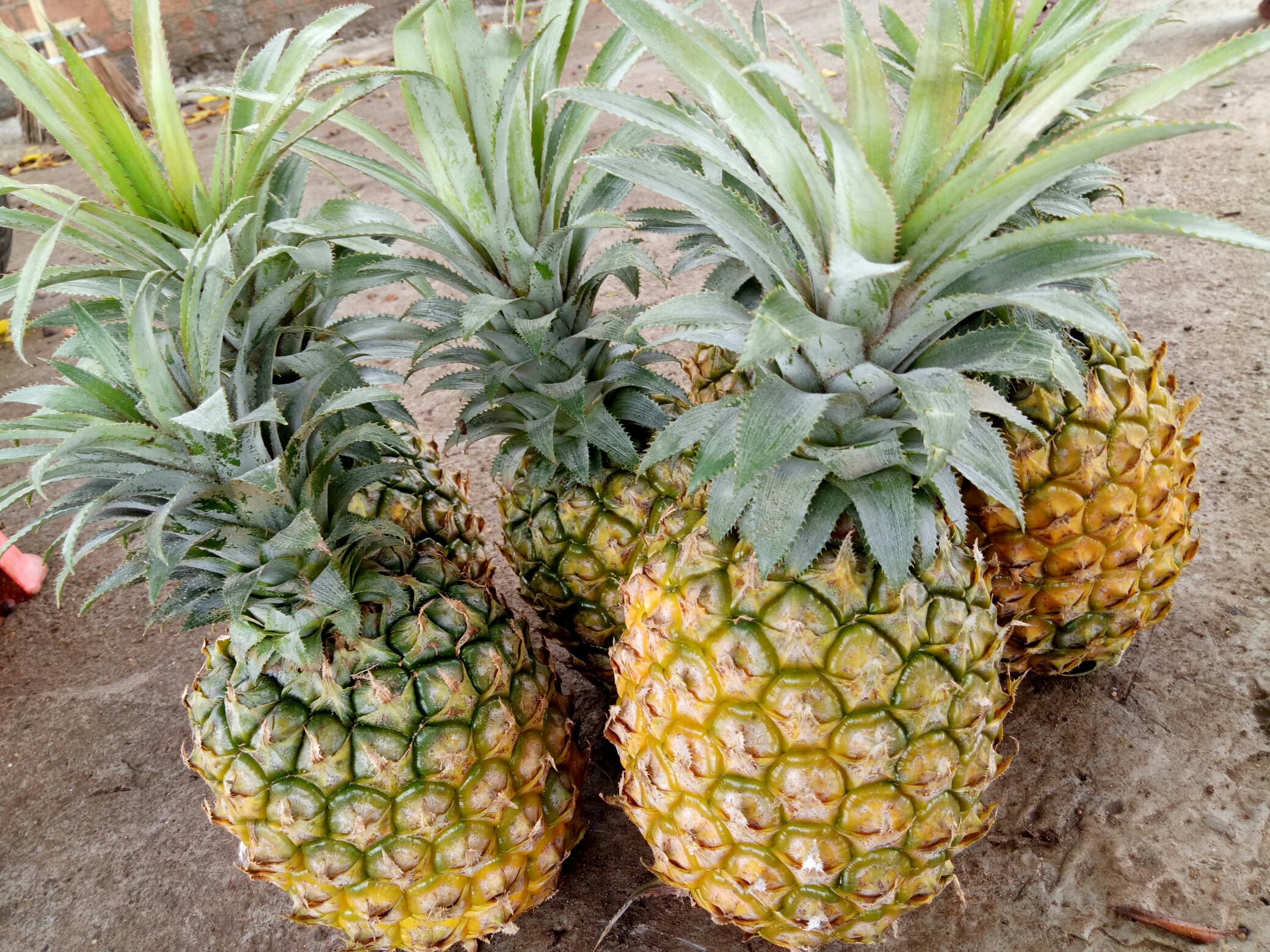 又新又大的地菠萝_帖子_oppo手机官方社区