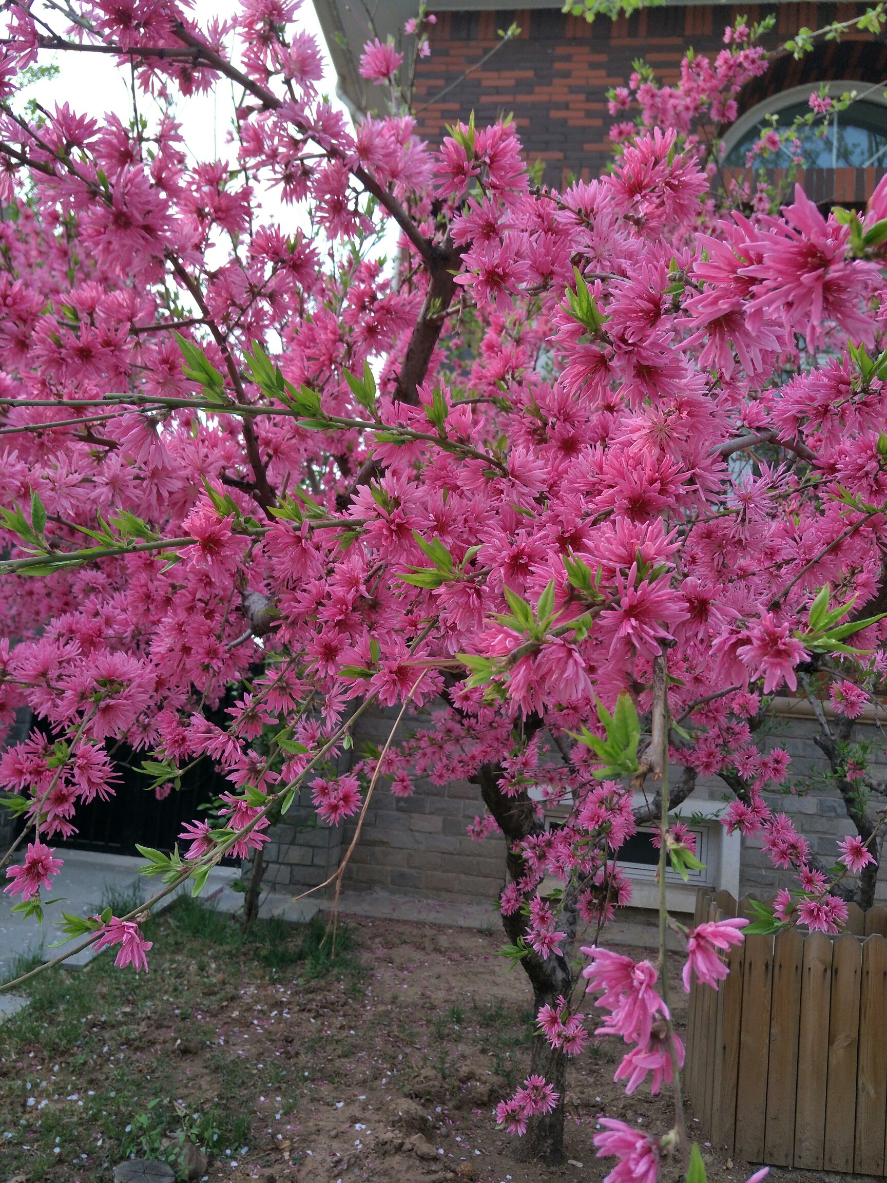 看到一颗漂亮的树,不知道名字,哪位友友知道告诉下