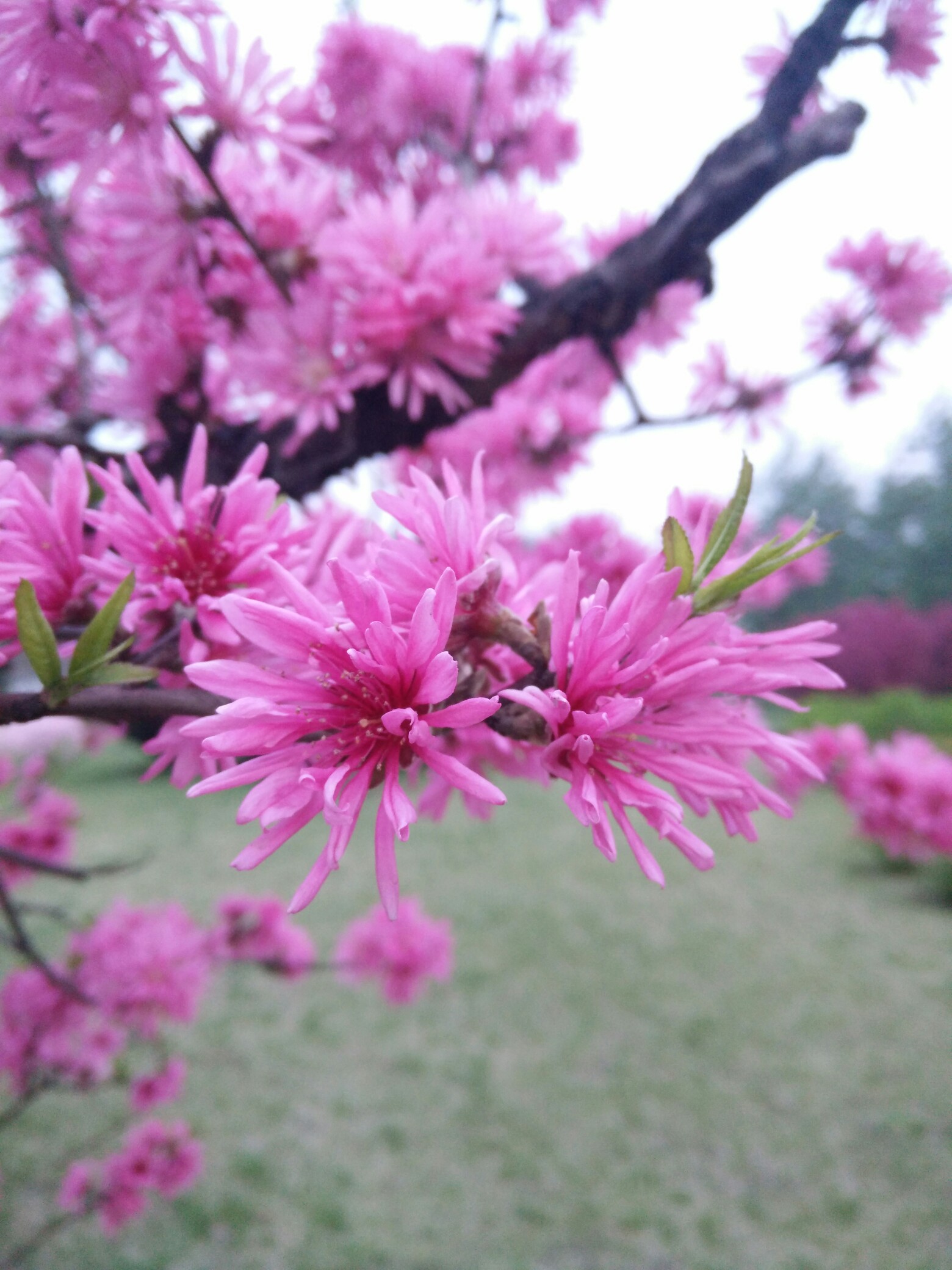 看到一颗漂亮的树,不知道名字,哪位友友知道告诉下