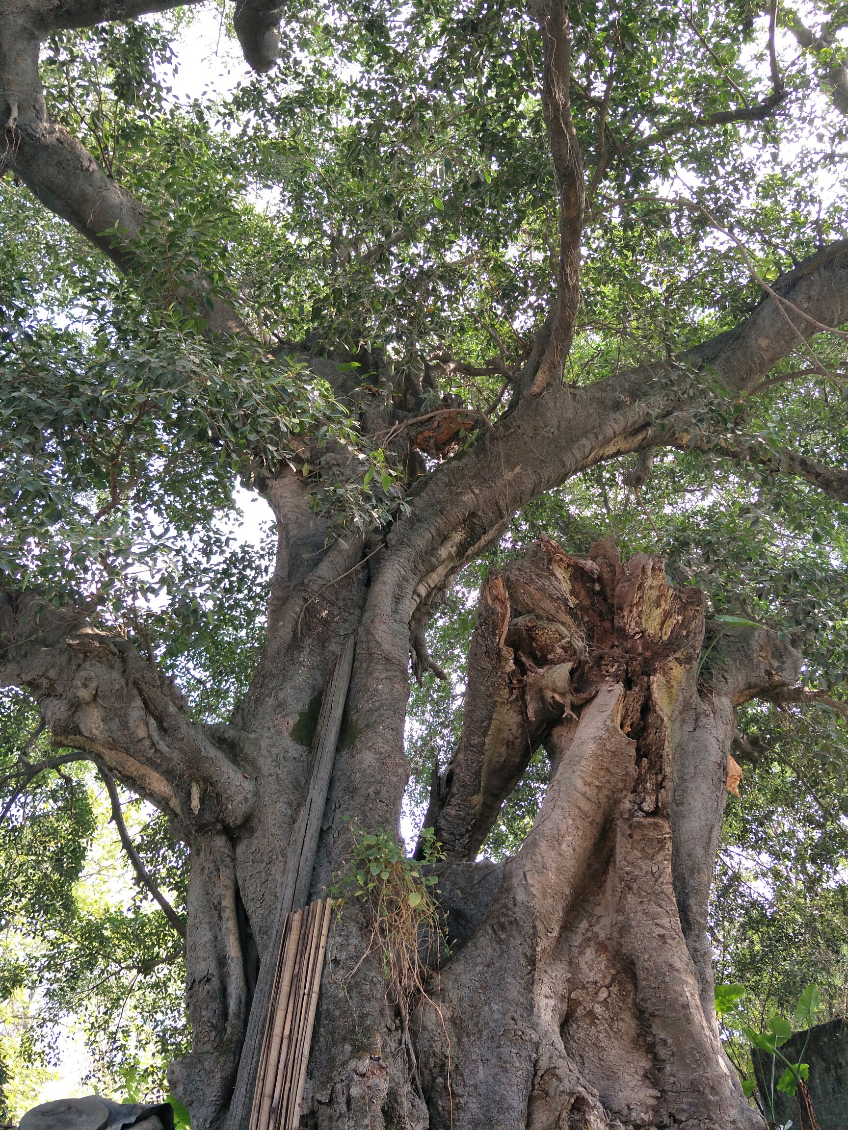 千年古树