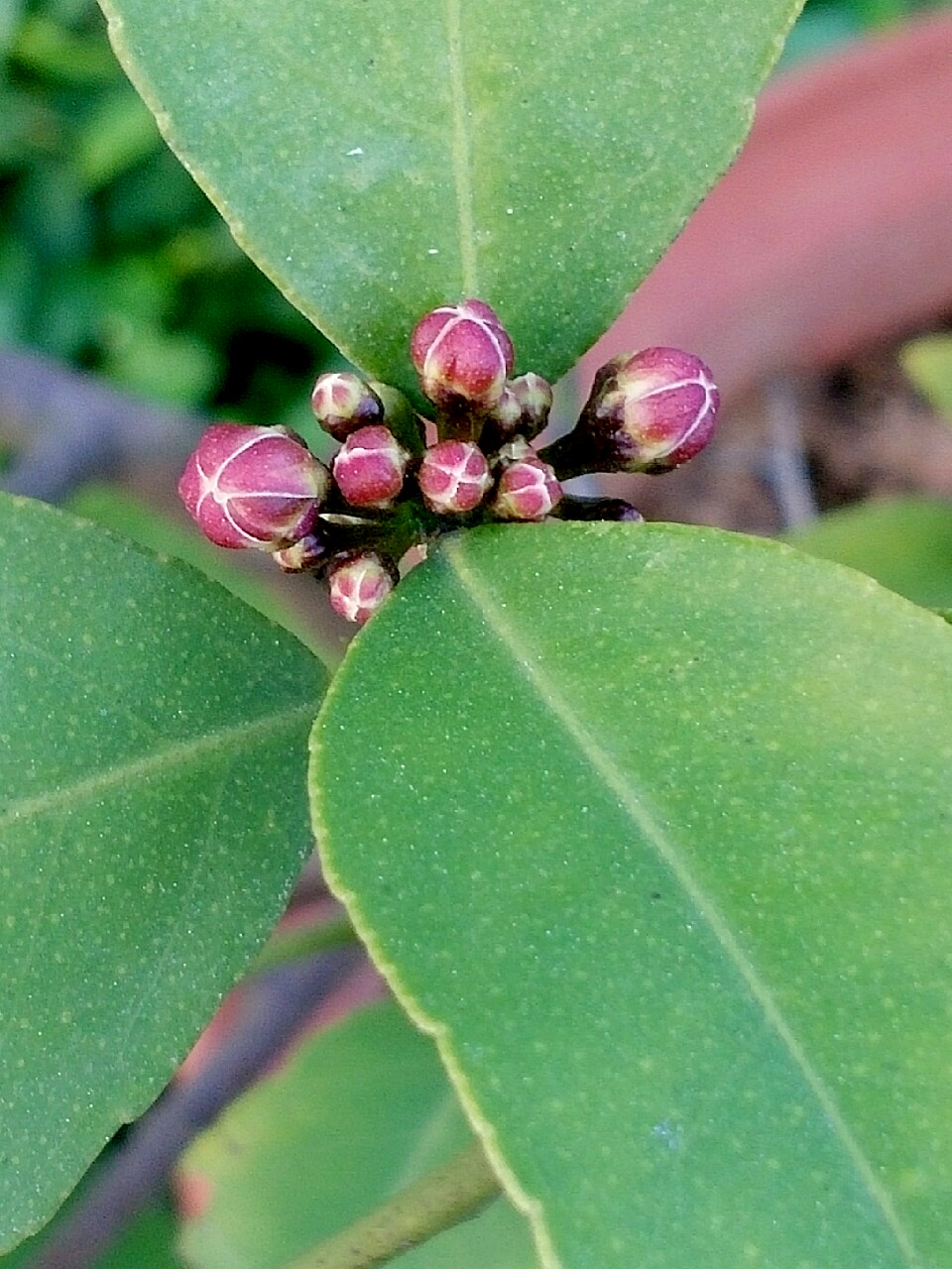 柠檬花苞. 小小花苞等待开放,等你的芬芳吐露.