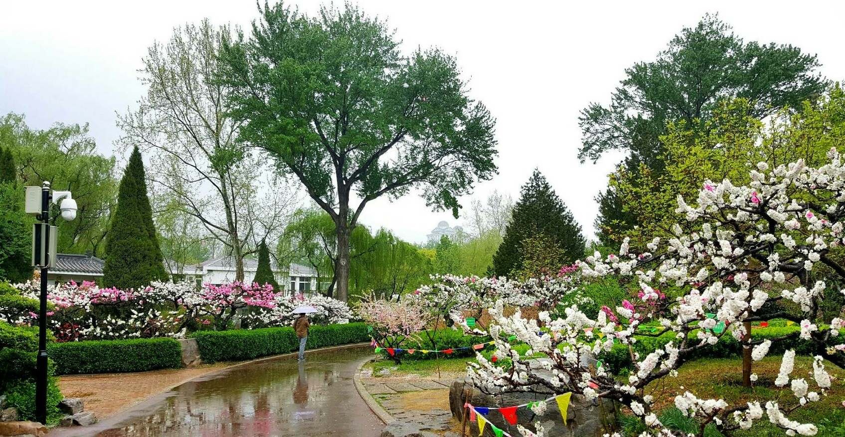 醉美济南#雨中漫步百花公园