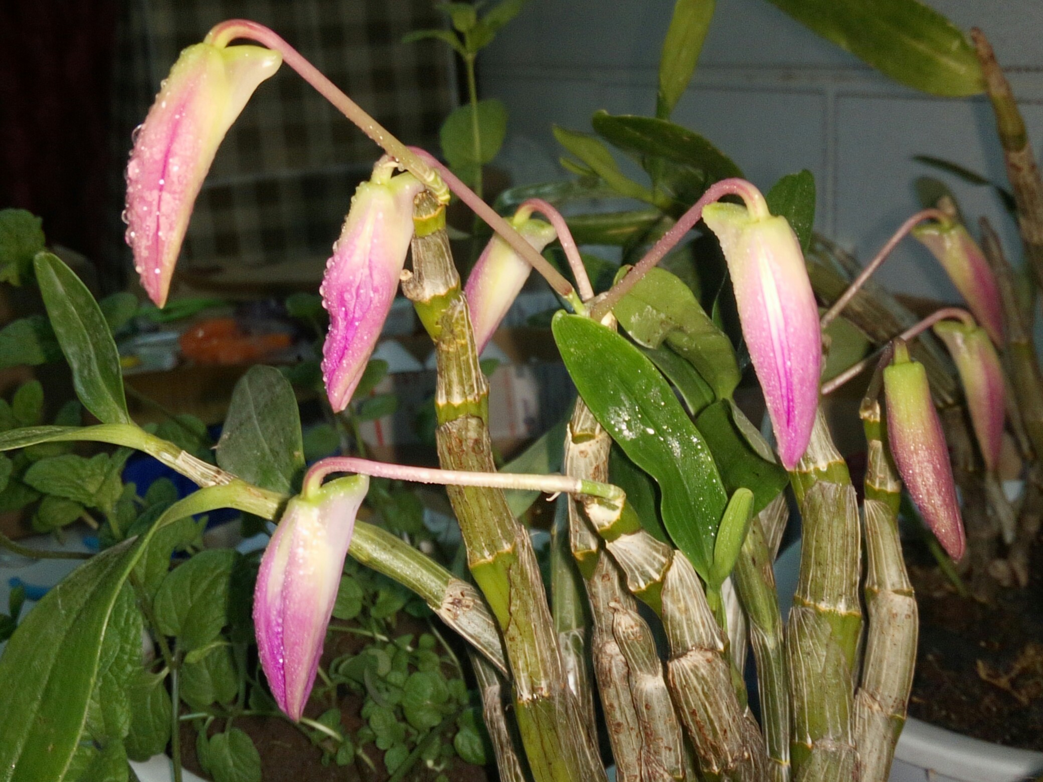 石斛终于开花了