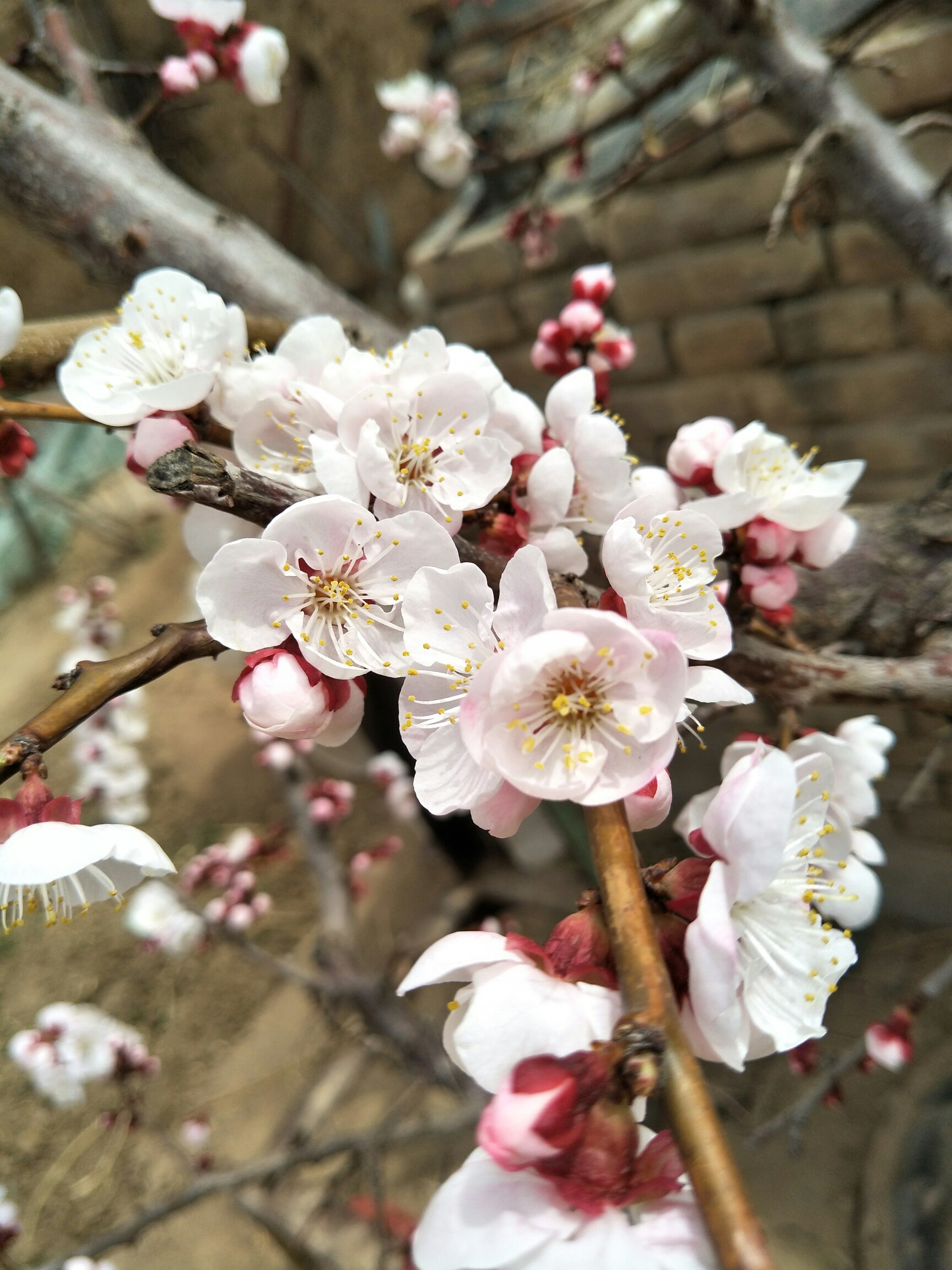 家里一角落 杏花 李花开了