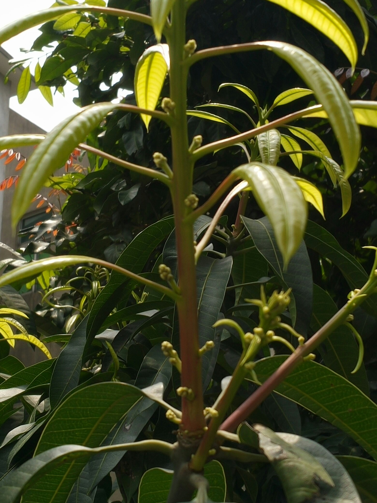 芒果終於開花了