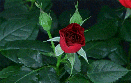 玫瑰花开动感图片