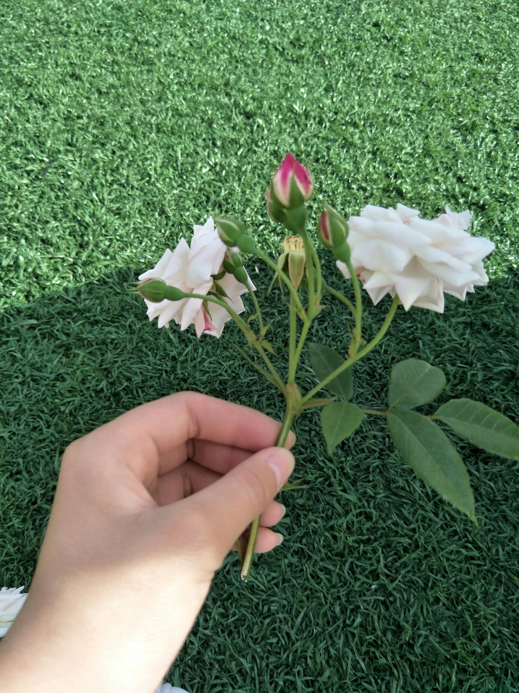 花都开好了#花虽美  却扎人  花都开好了 你来吗