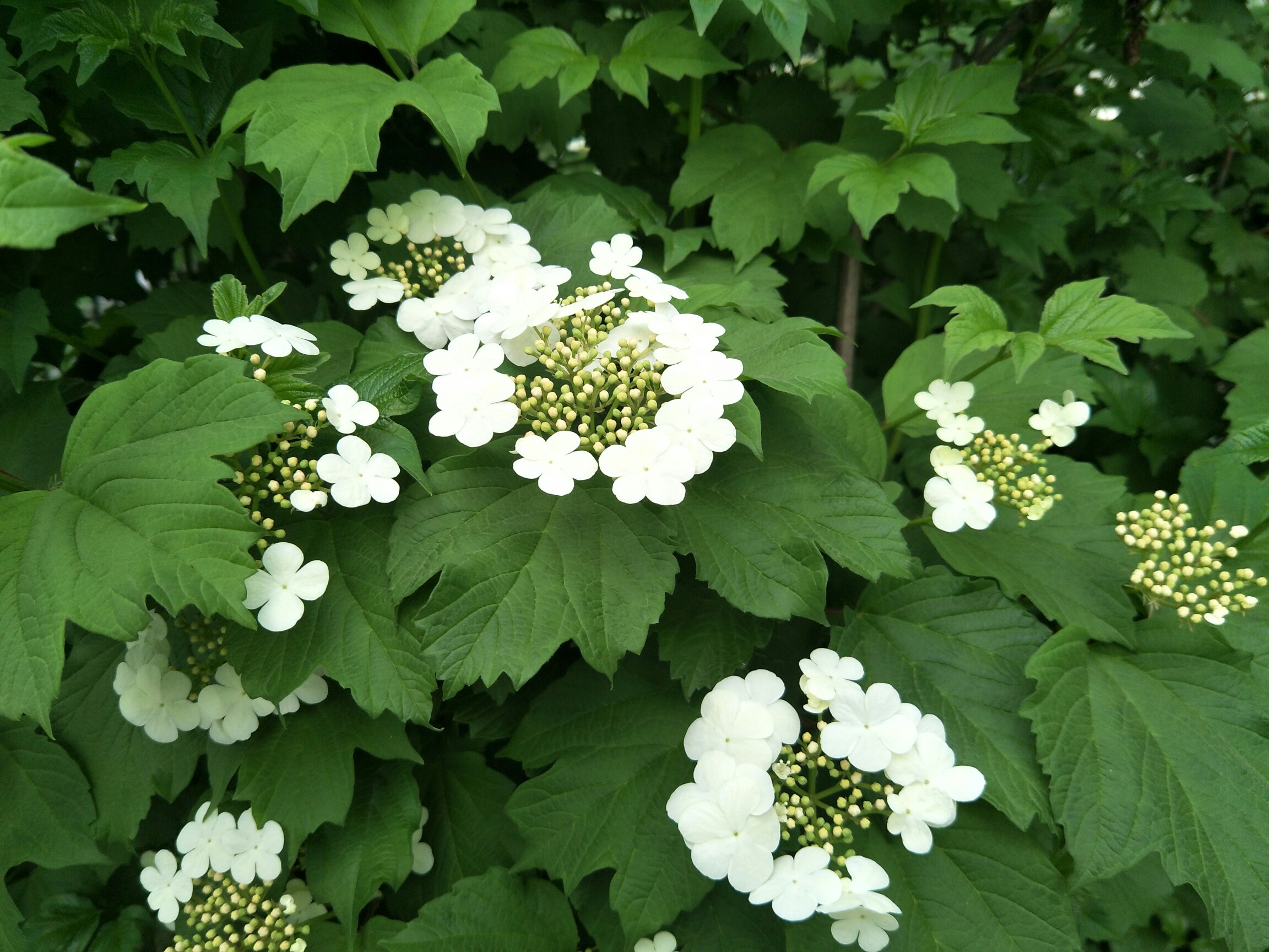 蝴蝶戏珠人自醉,不如自挂东南枝.