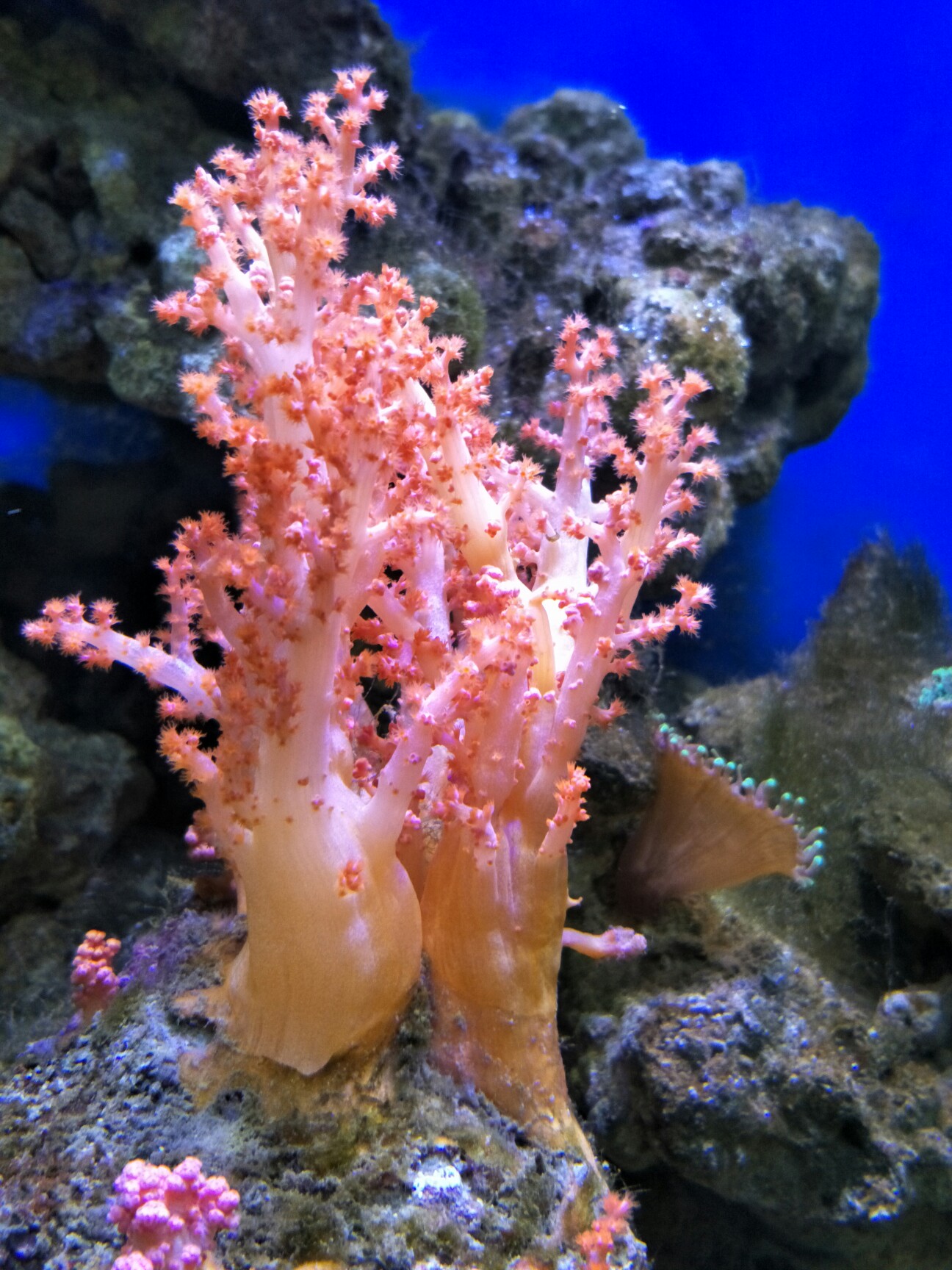 漂亮的活体珊瑚