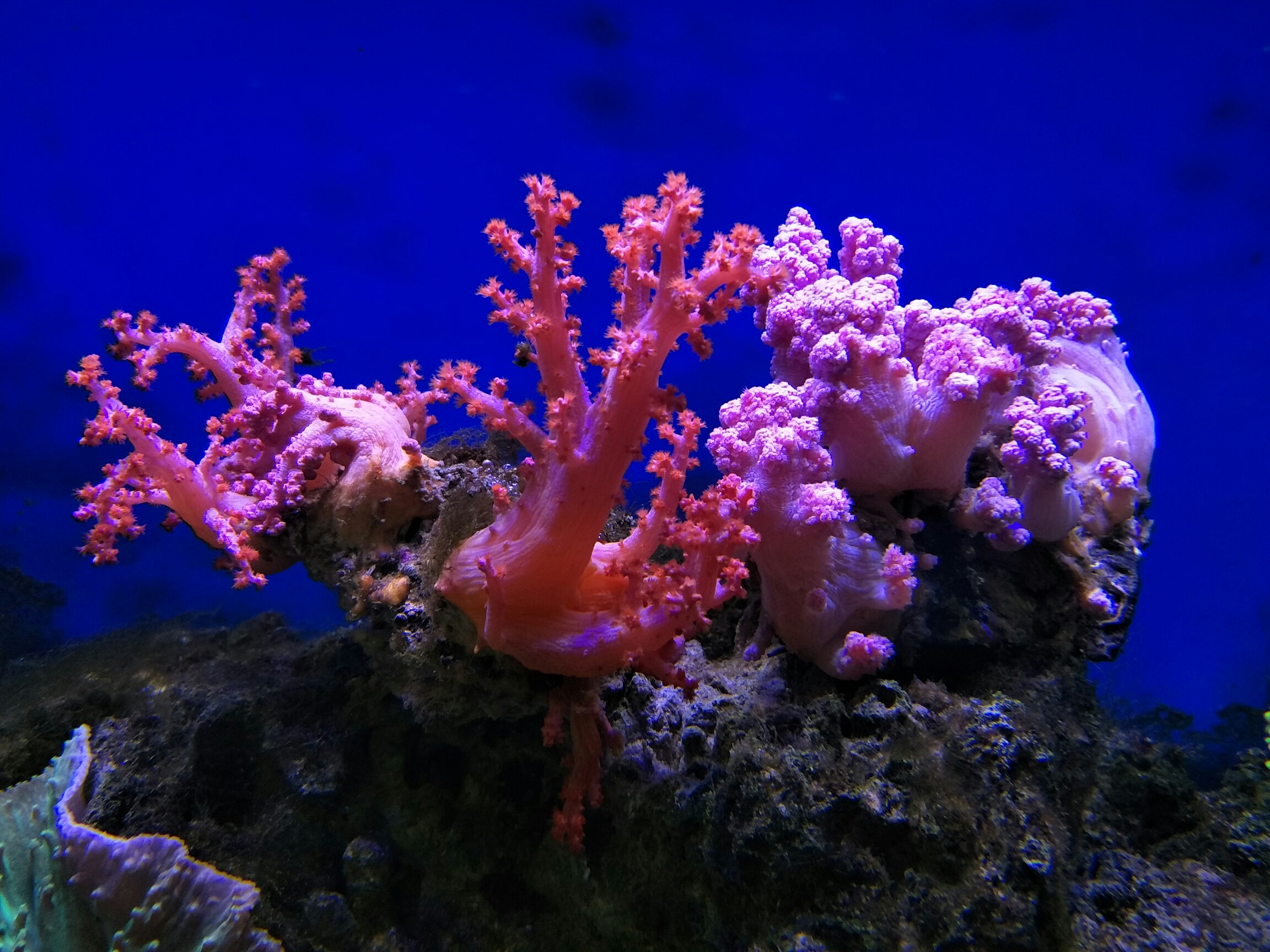 漂亮的活体珊瑚