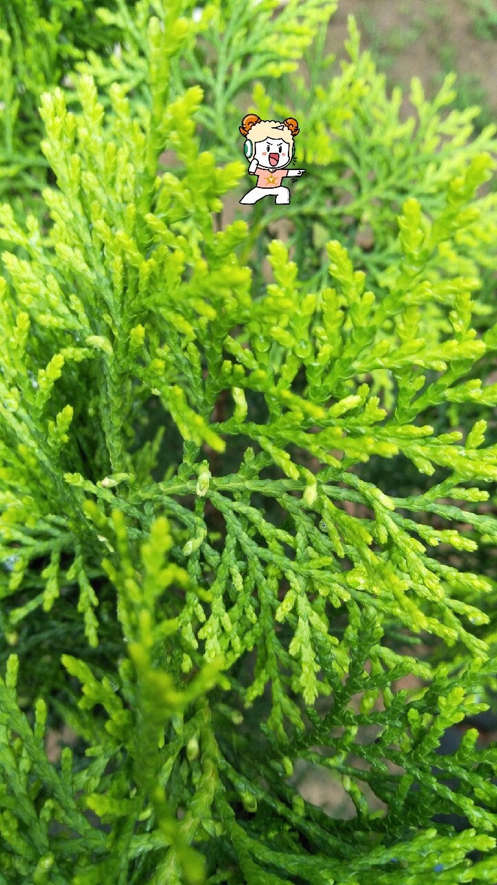 春日好时光#百枝?