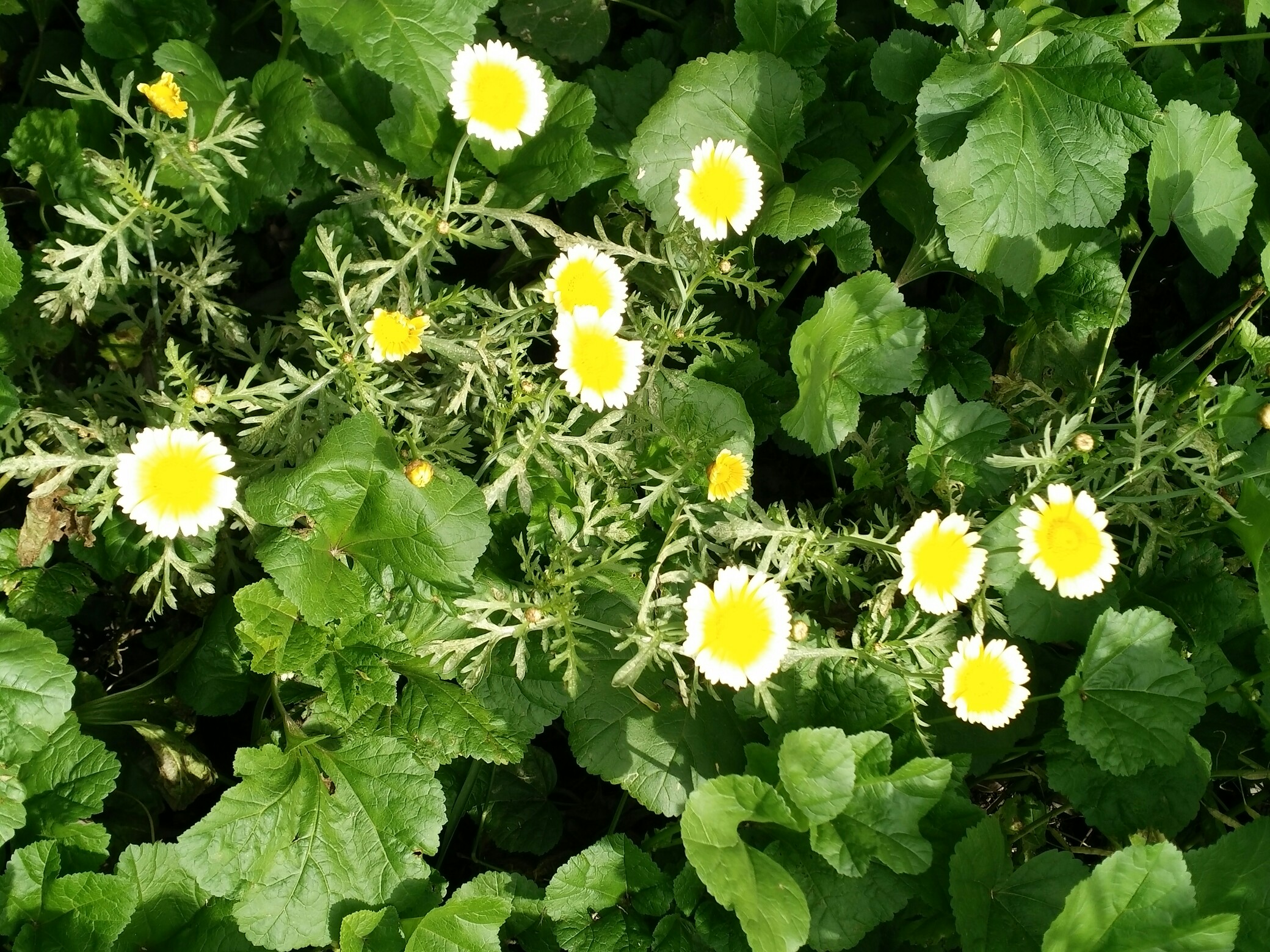 春日好时光#茼蒿菜开花花啦