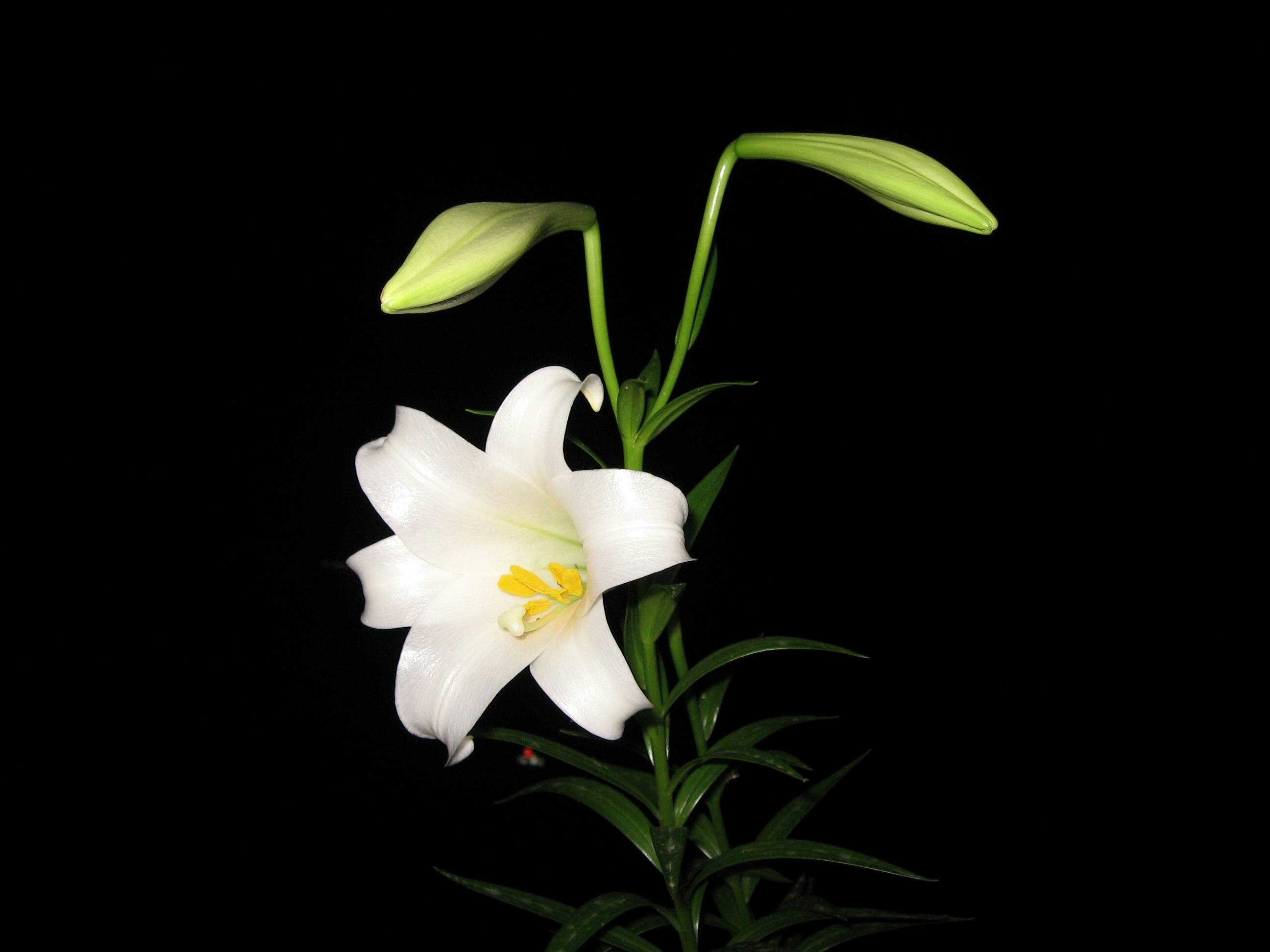 编笠百合:才能,威严,杰出.