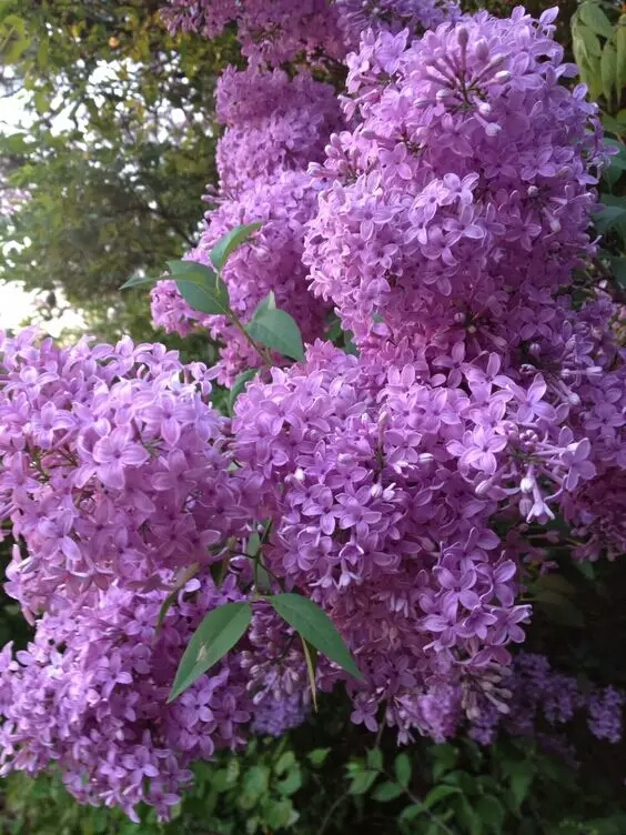 丁香花