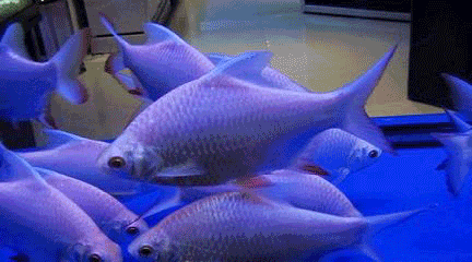 水中鱼gif,(第4页)_大山谷图库