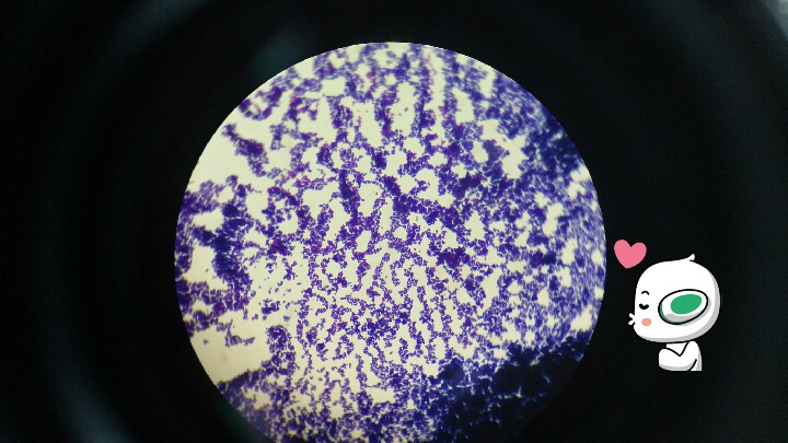 革兰染色葡萄球菌图片