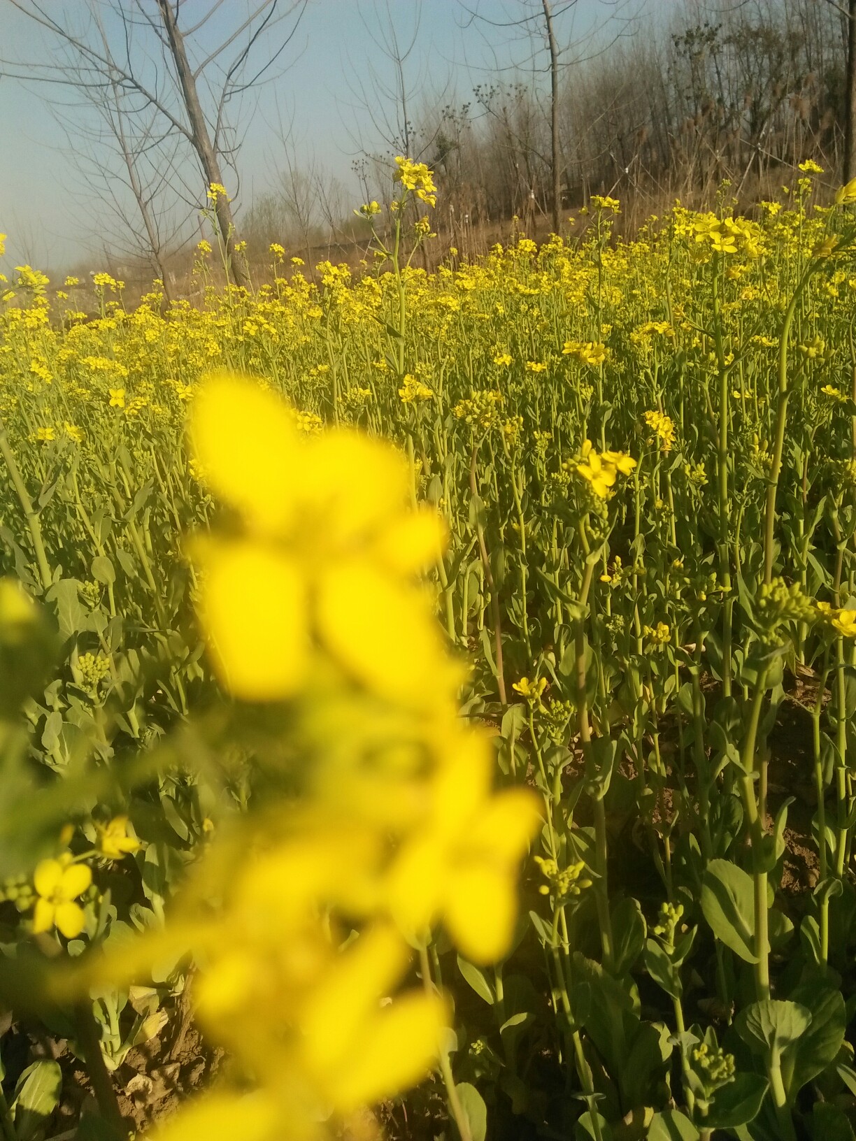 一钩新月_帖子_oppo手机官方社区