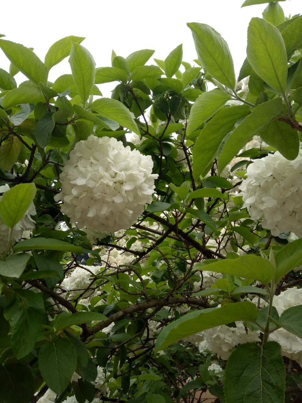 绣球树_帖子_oppo手机官方社区