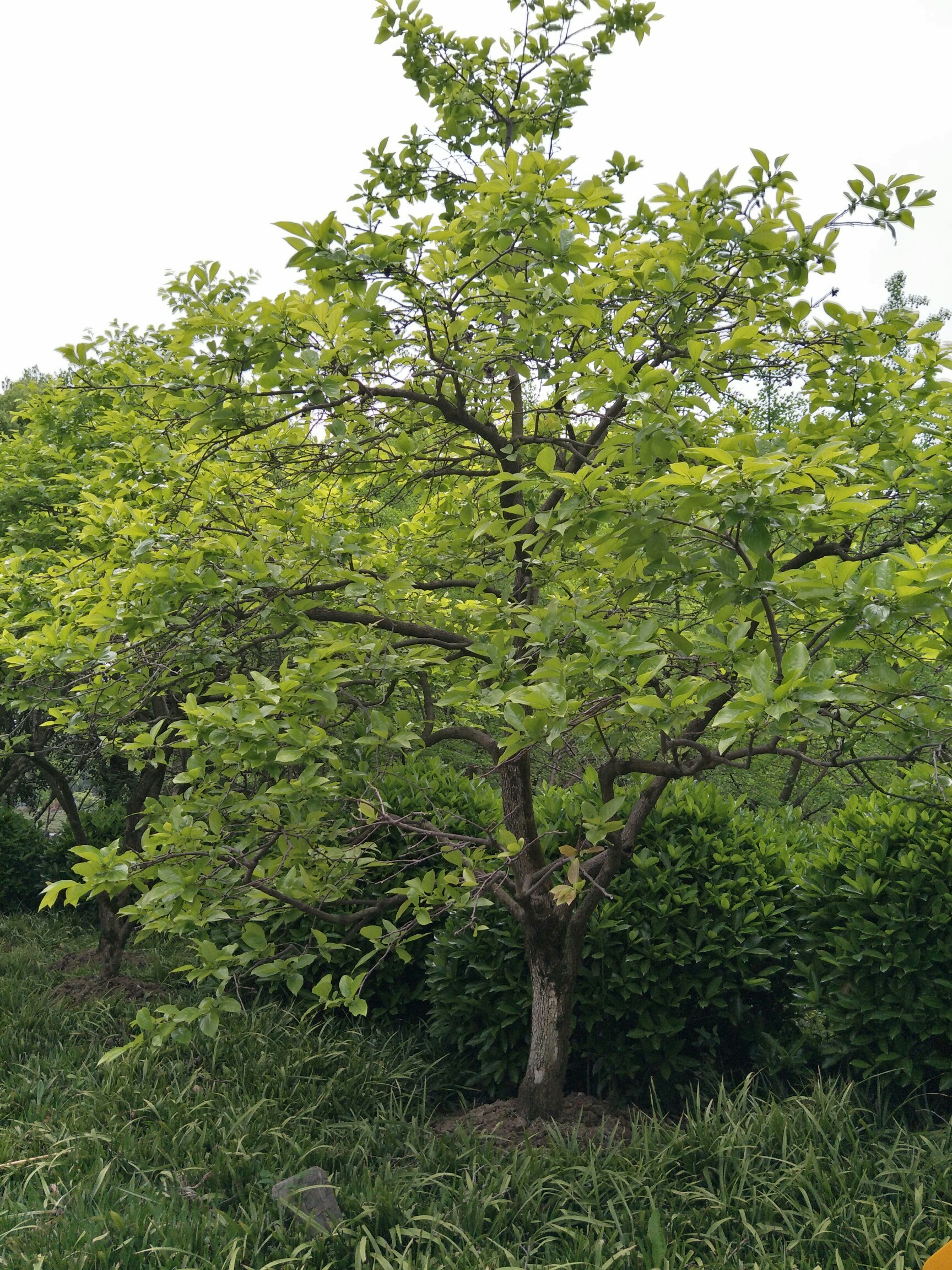 乡村生活_帖子_oppo手机官方社区