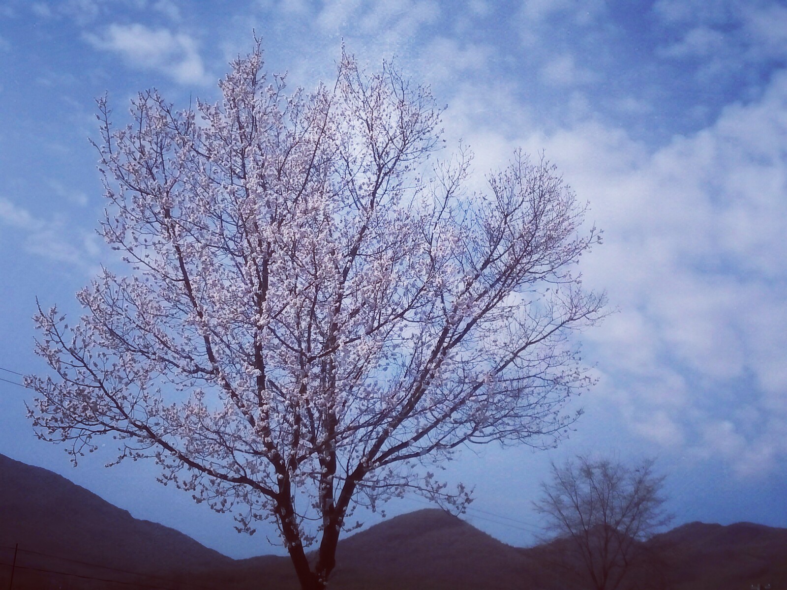 唯美杏花树下许下我的小秘密,叫做我好像喜欢你