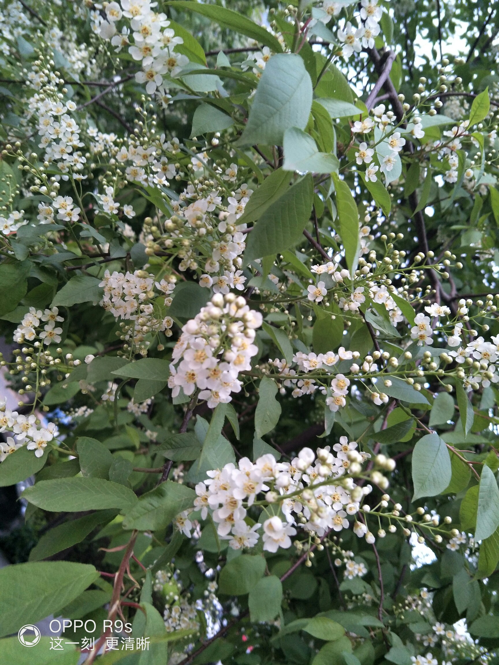 花开树技头香味随风飘