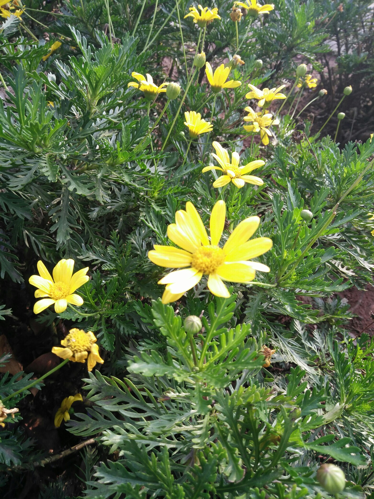 春日好时光#路边的小黄花