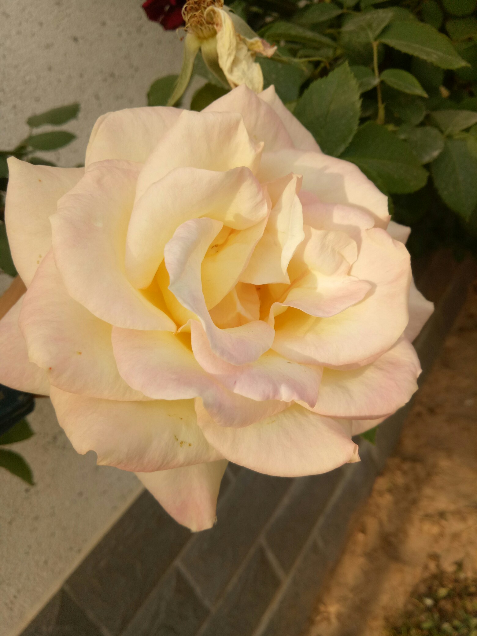 好一朵美丽的花花