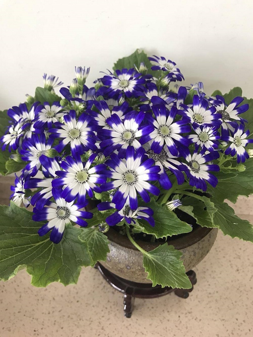 蓝紫色的瓜叶菊