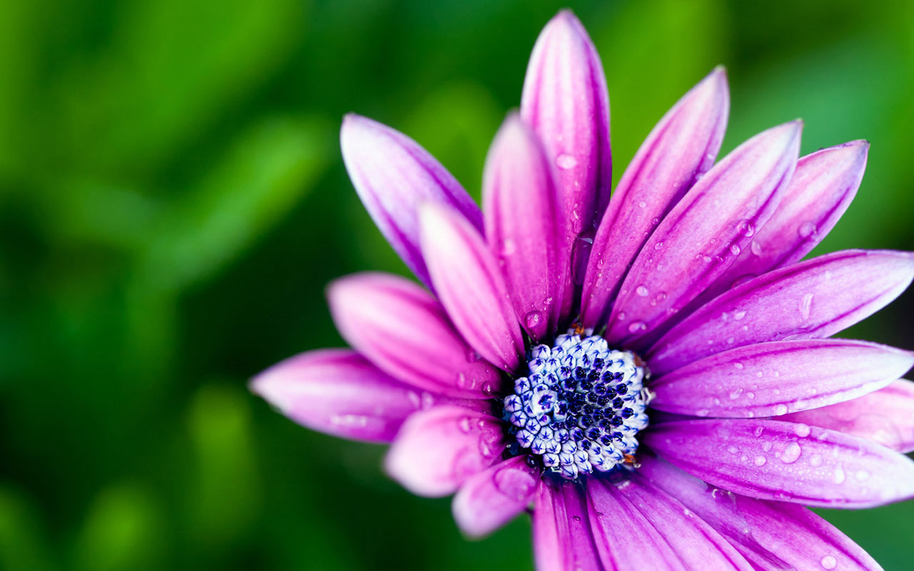 春暖花开_帖子_oppo手机官方社区